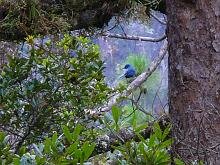 Unicolored Jay